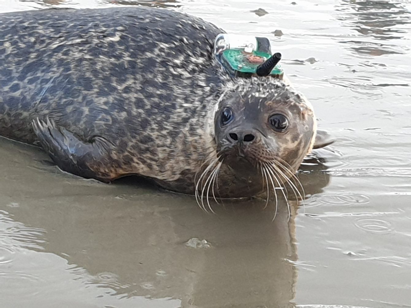 Tracker that is used attached to a seals head