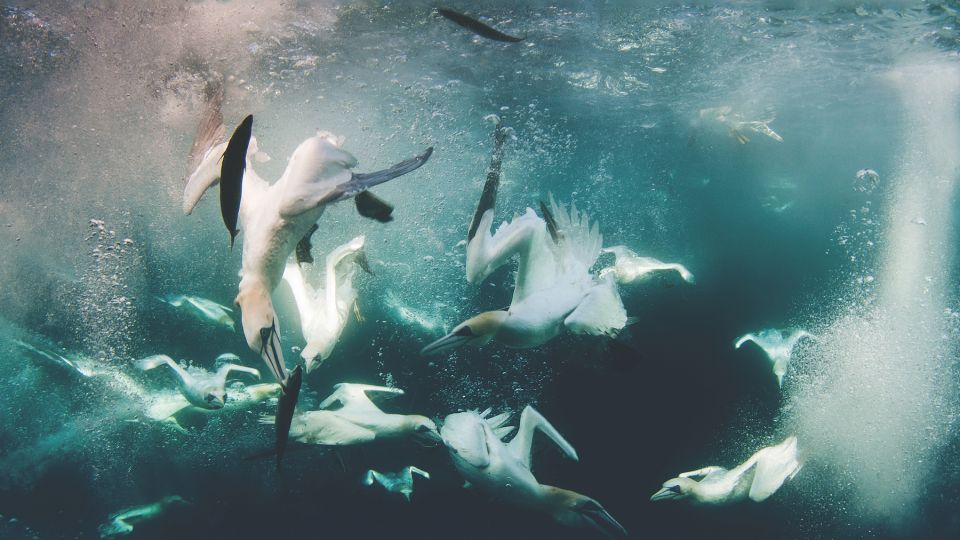 Gannets plunging into the sea to feed on a shoal of mackerel (Picture: Richard Shucksmith)