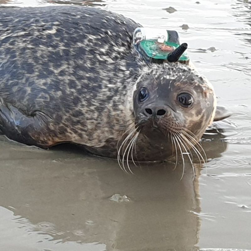 Tracker that is used attached to a seals head